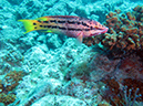 Day 1 Swanee Reef (8)