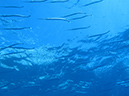 Day 5 Los Islotes Dive 1 (27)
