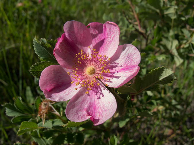 %_tempFileName2013-07-10_2_Hells_Canyon_Hike-2%
