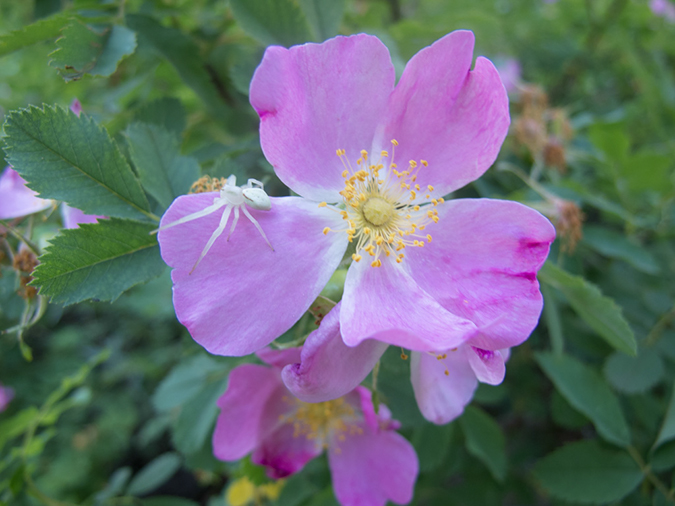 %_tempFileName2013-07-10_2_Hells_Canyon_Hike-4%