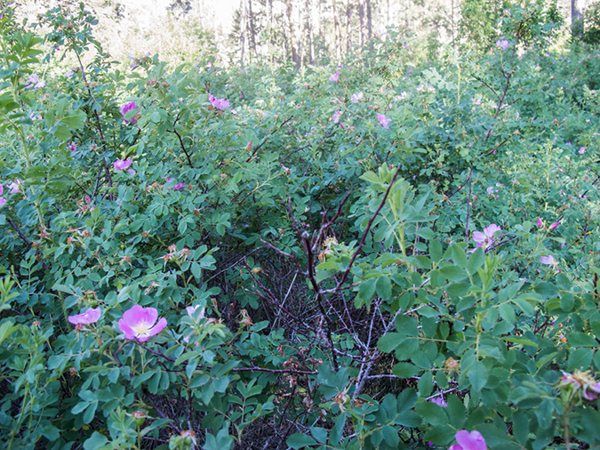 %_tempFileName2013-07-10_2_Hells_Canyon_Hike-6%