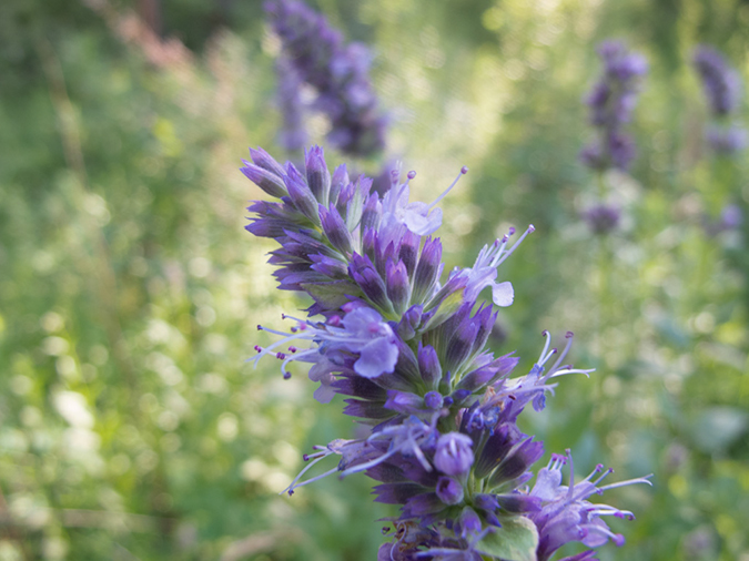 %_tempFileName2013-07-10_2_Hells_Canyon_Hike-8%
