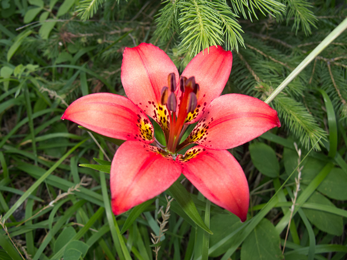 %_tempFileName2013-07-11_2_Harney_Peak_Hike-10%