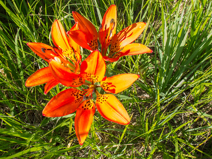 %_tempFileName2013-07-11_2_Harney_Peak_Hike-22%