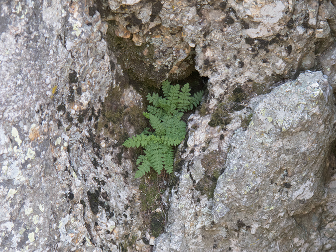 %_tempFileName2013-07-11_2_Harney_Peak_Hike-32%