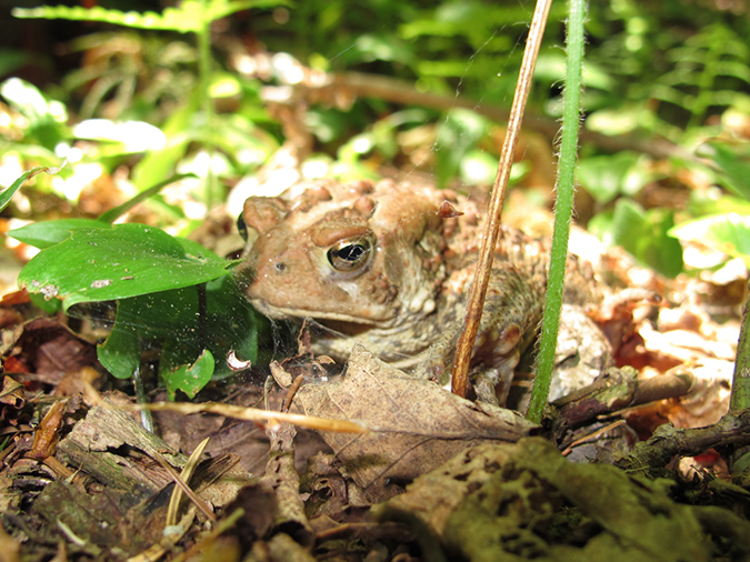 %_tempFileName20120526%20-%20Camel%20Hump%20(4)%