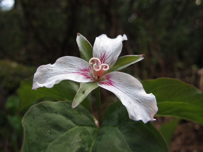 %_tempFileName20120528-Mansfield%20before%20Breakfast%20(5)%