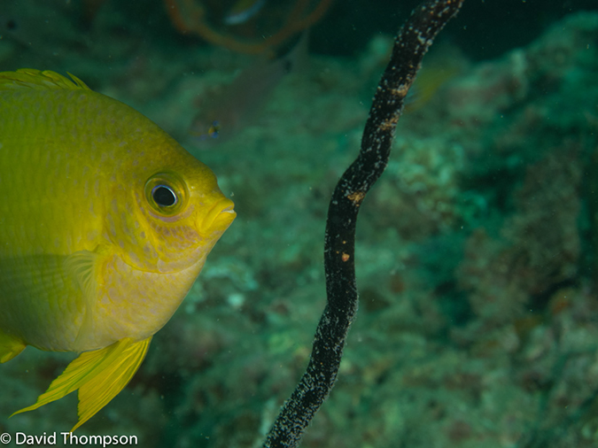 %_tempFileName2013-03-11_2_Koh_Bida_Nok-28%