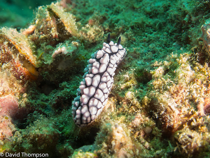 %_tempFileName2013-03-11_2_Koh_Bida_Nok-38%