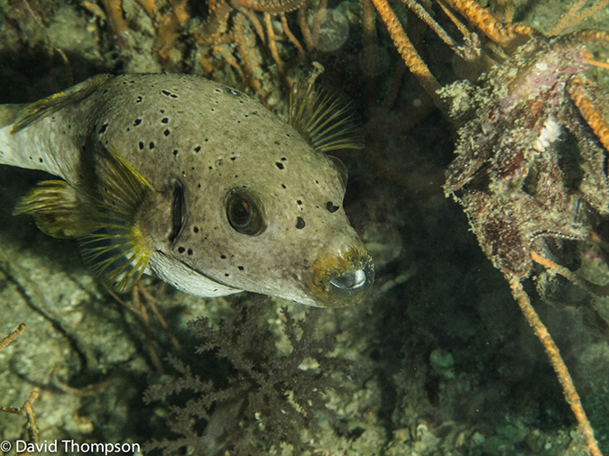 %_tempFileName2013-03-11_2_Koh_Bida_Nok-52%