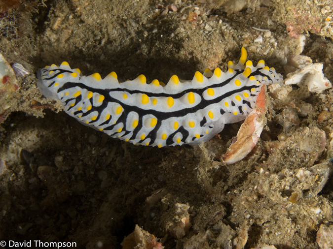 %_tempFileName2013-03-11_3_Koh_Bida_Nai-17%