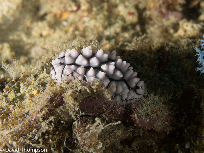 %_tempFileName2013-03-11_4_Losama_Island_Losama_Bay-3%