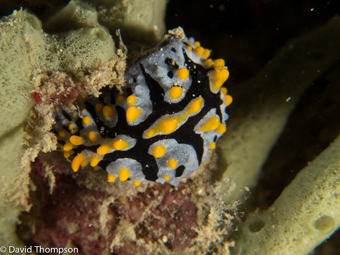 %_tempFileName2013-03-11_4_Losama_Island_Losama_Bay-52%