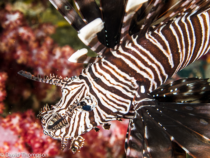 %_tempFileName2013-03-12_2_Hin_Muang-16%