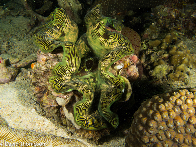 %_tempFileName2013-03-13_1_Koh_Butang_Muck_Dive-50%