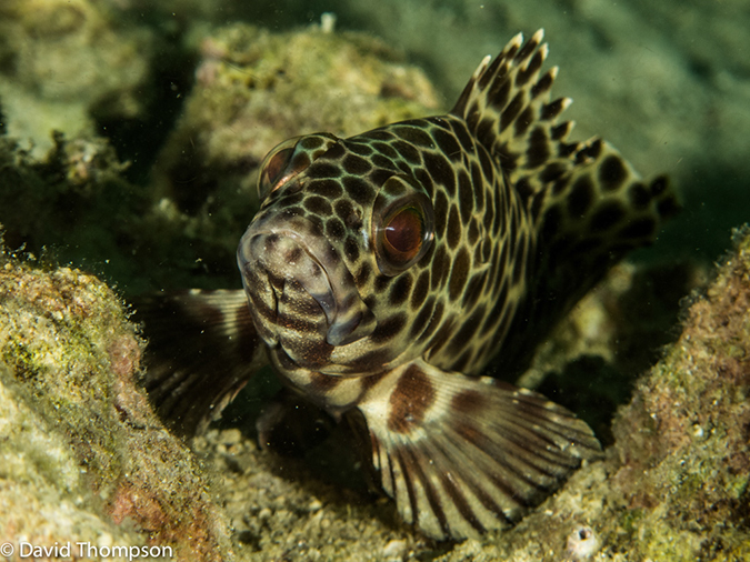 %_tempFileName2013-03-13_1_Koh_Butang_Muck_Dive-64%