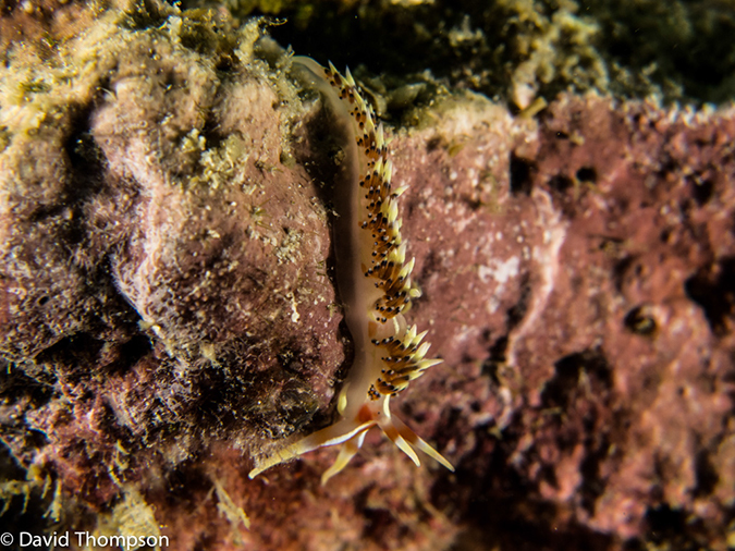 %_tempFileName2013-03-13_1_Koh_Butang_Muck_Dive-71%
