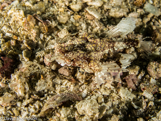 %_tempFileName2013-03-13_2_Koh_Sawang_Muck_Dive-24%