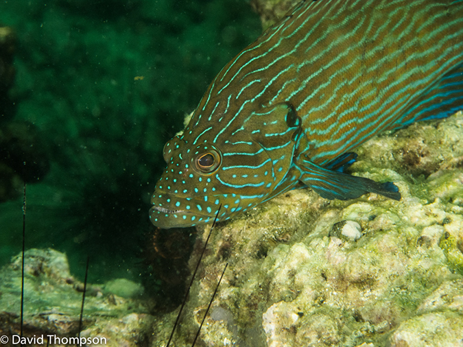 %_tempFileName2013-03-13_2_Koh_Sawang_Muck_Dive-41%