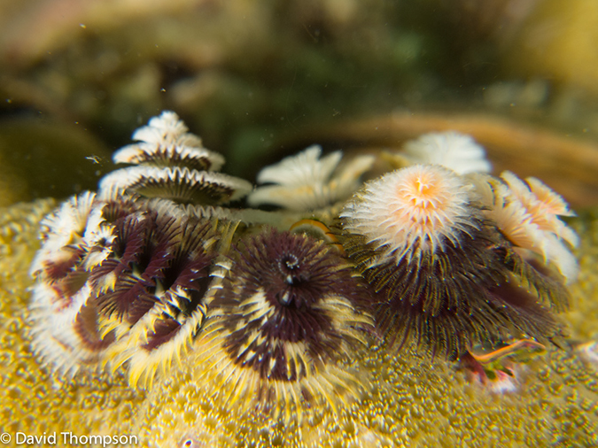 %_tempFileName2013-03-13_2_Koh_Sawang_Muck_Dive-66%