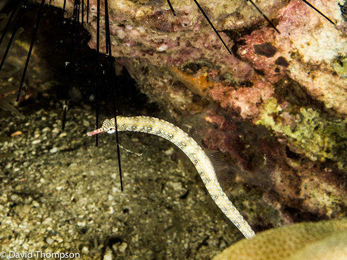 %_tempFileName2013-03-13_2_Koh_Sawang_Muck_Dive-72%