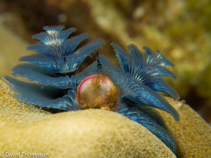 %_tempFileName2013-03-14_2_Him_Daeng-44%