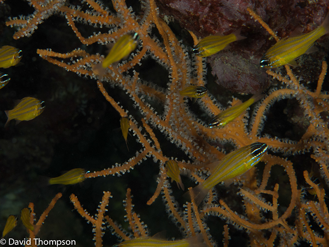 %_tempFileName2013-03-15_3_Koh_Haa_Lagoon-34%