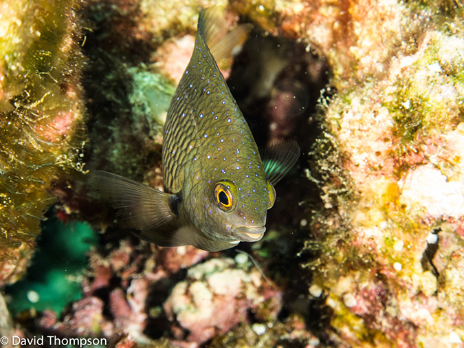 %_tempFileName2013-03-15_3_Koh_Haa_Lagoon-43%