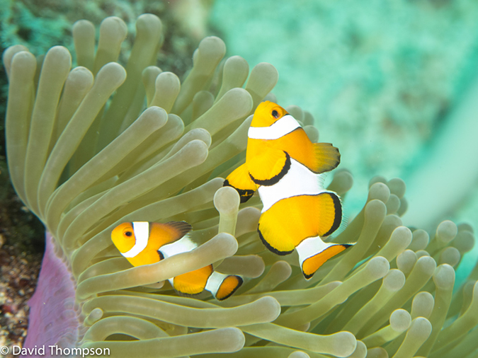 %_tempFileName2013-03-15_3_Koh_Haa_Lagoon-51%