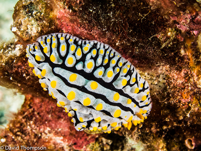 %_tempFileName2013-03-15_3_Koh_Haa_Lagoon-54%