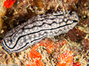 %_tempFileName2013-03-11_1_Phi_Phi_Island_Palong_Bay-46%