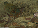 %_tempFileName2013-03-11_1_Phi_Phi_Island_Palong_Bay-8%