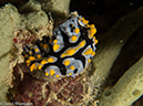 %_tempFileName2013-03-11_4_Losama_Island_Losama_Bay-52%