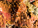 %_tempFileName2013-03-11_5_Losama_Island_Losama_Bay_Night_Dive-28%
