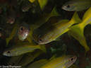 %_tempFileName2013-03-12_2_Hin_Muang-10%