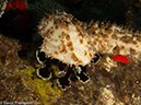 %_tempFileName2013-03-12_2_Hin_Muang-35%