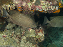 %_tempFileName2013-03-12_3_Koh_Haa_Nena_No_1-23%