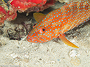 %_tempFileName2013-03-12_3_Koh_Haa_Nena_No_1-24%