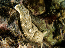 %_tempFileName2013-03-12_3_Koh_Haa_Nena_No_1-30%