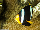 %_tempFileName2013-03-12_3_Koh_Haa_Nena_No_1-66%