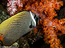 %_tempFileName2013-03-12_4_Him_Daeng-19%