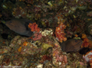 %_tempFileName2013-03-12_4_Him_Daeng-57%