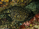 %_tempFileName2013-03-12_4_Him_Daeng-80%