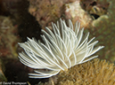 %_tempFileName2013-03-13_1_Koh_Butang_Muck_Dive-51%