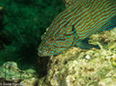 %_tempFileName2013-03-13_2_Koh_Sawang_Muck_Dive-41%