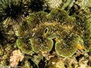 %_tempFileName2013-03-13_2_Koh_Sawang_Muck_Dive-42%