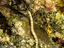 %_tempFileName2013-03-13_2_Koh_Sawang_Muck_Dive-71%