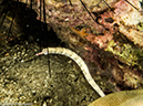 %_tempFileName2013-03-13_2_Koh_Sawang_Muck_Dive-72%