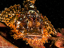 %_tempFileName2013-03-13_3_Scuba_Netarea_Soft_Coral-12%