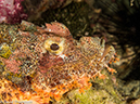 %_tempFileName2013-03-13_3_Scuba_Netarea_Soft_Coral-18%